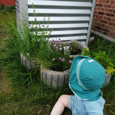 Frische Kräuter im Garten Frische Kräuter im Garten