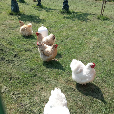 Unsere Hühner Unsere Hühner